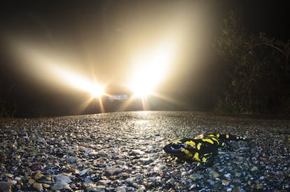 Salamandra (Salamandra salamandra bejarae) cruzando la carretera que va desde El Escorial al Monte Abantos en una noche de lluvia y niebla, corriendo el riesgo de ser atropellada.