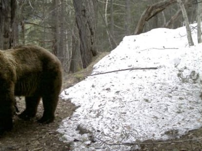 Pyros, el primer ejemplar de oso pardo llegado al Pirineo desde Eslovenia.