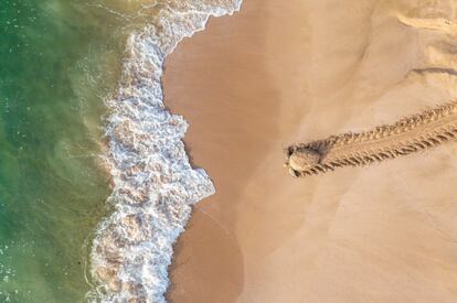 Un ejemplar de tortuga verde regresa al mar tras desovar en una playa de la costa de Omán, entre Ras Al Jinz y la reserva de tortugas de Rashad. Una imagen que ha sido la elegida en la categoría 'Wildlife'.