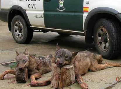 Dos lobos abatidos por cazadores furtivos en Villanueva de los Caballeros (Valladolid) en noviembre de 2006.