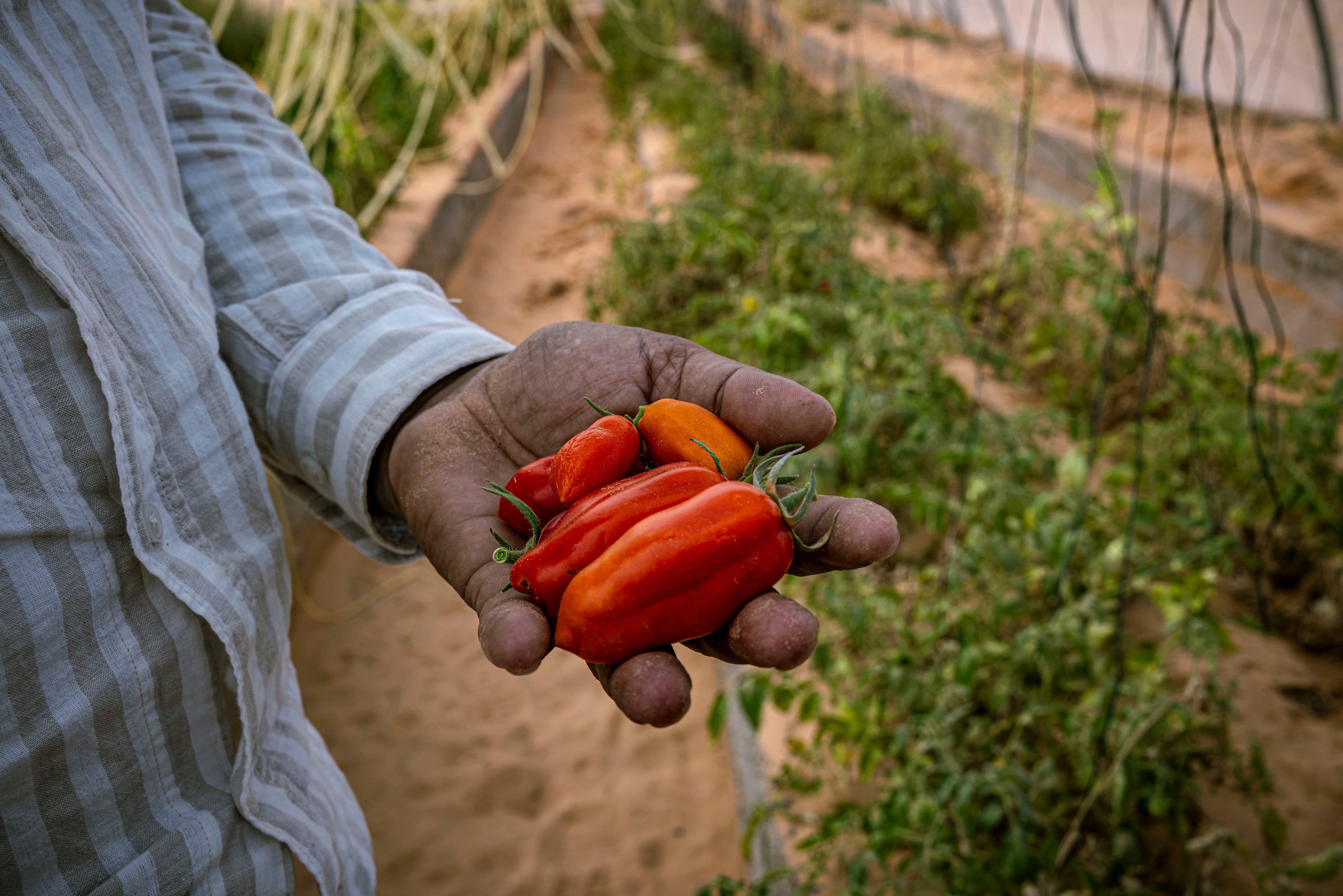 Taleb Brahim enseña alguna de las hortalizas que cultiva en su huerto en Smara, uno de los campamentos de refugiados saharauis en Tinduf, Argelia. 