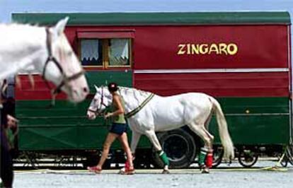 Los caballos de Théâtre Zingaro llegaron ayer a Barcelona.