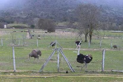 Granja de avestruces de Robledo de Chavela, Madrid.