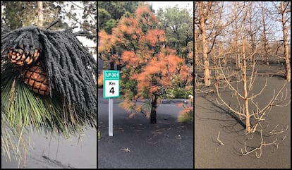 Pine trees affected by the volcanic eruption in the exclusion area. Photo courtesy of Ángel Palomares.