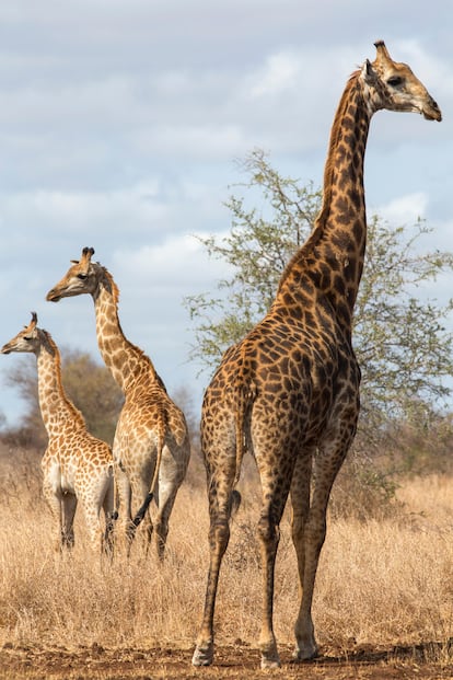 Jirafas en el parque nacional Kruger.