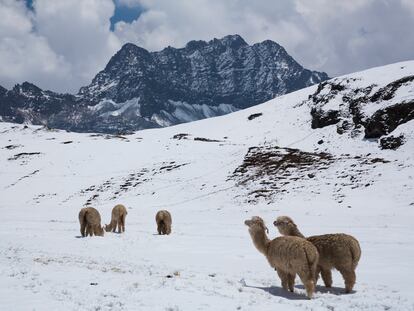 Una manada de alpacas, en la montaña Arociris, cerca de Checacupe (Perú).