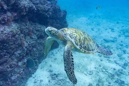 Una tortuga verde en la isla del Caño, una reserva biológica protegida por el Gobierno de aguas cristalinas, perfecta para el submarinismo.