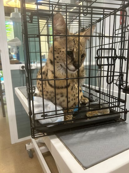 El animal salvaje en el centro veterinario Hàbitat Canet.