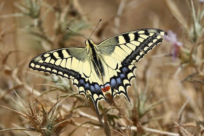 Una mariposa macaón fotografiada en la frontera entre Gaza e Israel.