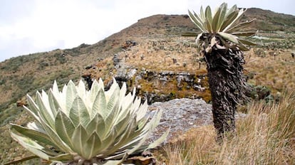 Los frailejones de los páramos de Boyacá, Colombia.