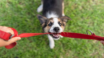 Este es el mejor arnés para perros que se puede comprar en Amazon