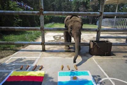 O elefante Yalu, prevendo quem será a equipe ganhadora do Mundial no zoológico de Jinan, na província de Shandong, China.