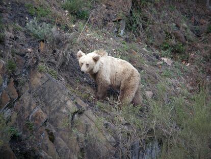 Un oso pardo en la cordillera Cantábrica.