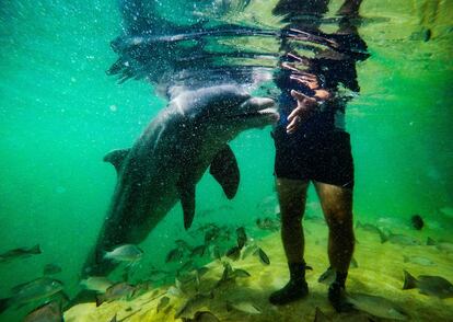 Un turista juega con un delfín en el delfinario de Cayo Largo, en Varadero, provincia de Matanzas, Cuba, el jueves durante la 40ª Feria Internacional de Turismo. 