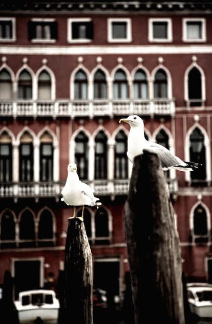 Las gaviotas, presentes en todo el Gran Canal, son testigos del tránsito de turistas que disfrutan y fotografían la arquitectura de la ciudad.