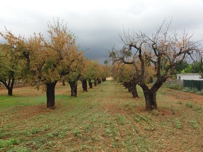 Árboles en la Comunidad Valenciana que muestran los efectos de la  Xylella fastidiosa.