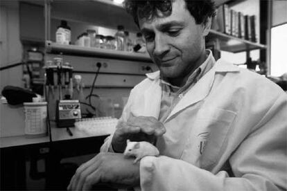 Rafael Maldonado, en el laboratorio del Instituto Muncipal de Investigaciones Médicas.