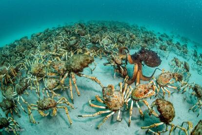 Foto ganadora en la categoría Invertebrados