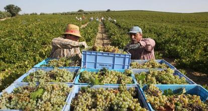 Trabajadores en una vendimia de C&oacute;rdoba.