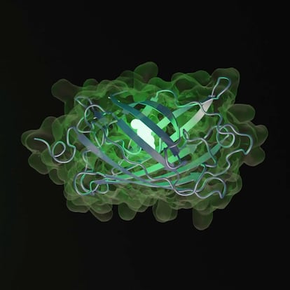 Representation of a new green fluorescent protein far removed from others found in nature.
