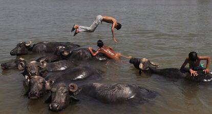 Nómadas indios y su manada de búfalos se refrescan en el río Tawi, a las afueras de Jammu, India.