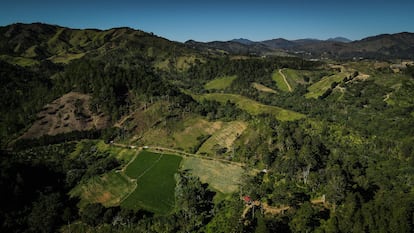 Vista aérea del paraje La Pelada, el 6 de diciembre de 2023. El paraje fue reforestado por medio del Plan Yaque.