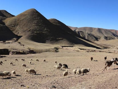 En los elevados páramos de los Andes, en donde los efectos del cambio climático se sienten en toda su crudeza, el cultivo de la patata y la cría de llamas y alpacas son las únicas actividades viables.