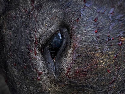La otra mirada de la tauromaquia