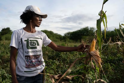 El hambre acecha de nuevo a Brasil. Según el último informe de la Organización de la ONU para la Alimentación y la Agricultura (FAO), más de 61 millones de brasileños enfrentan algún nivel de inseguridad alimentaria, de los que 15,4 millones experimentan una inseguridad alimentaria grave. Las regiones que sufren con mayor dureza esta realidad son las del noreste brasileño, donde existen los mayores índices de pobreza. La producción agrícola de los quilombos abre una puerta a la lucha contra el hambre. Estas comunidades cultivan ahora la tierra apoyadas por el Pronafe (Programa Nacional de Fortalecimiento de la Agricultura Familiar), que tiene como objetivo mejorar la productividad agrícola financiando créditos para incrementar la producción y garantizar la compra de semillas y otros insumos. 
