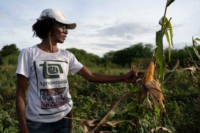 Hunger is once again threatening Brazil. According to the latest report of the U.N. Food and Agriculture Organization (FAO), more than 61 million Brazilians face some level of food insecurity, with 15.4 million experiencing severe food insecurity. The regions that suffer most severely from this problem are in the Brazilian northeast, where poverty rates are highest. Agricultural production in the quilombos is providing a path to fight hunger. These communities now cultivate the land with the support of Pronafe (National Program to Strengthen Family Agriculture), which aims to improve agricultural productivity by financing credits to increase production and guarantee the purchase of seeds and other goods. 