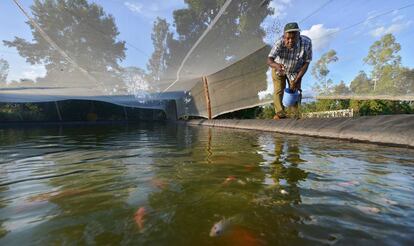 Un hombre lanza alimento al estanque donde cultiva peces en el condado de Kirinyaga, en el centro de Kenia.
