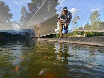 Un hombre lanza alimento al estanque donde cultiva peces en el condado de Kirinyaga, en el centro de Kenia. 