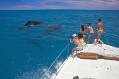 Avistamiento de ballenas jorobadas en el banco de Abrolhos, en Bahía (Brasil).