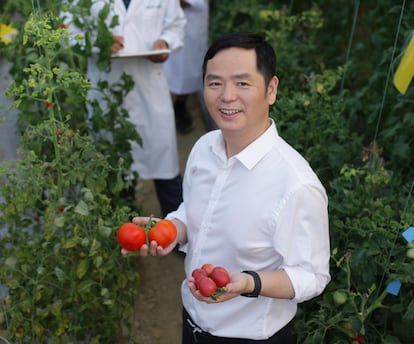 Sanwen Huang sobre el sabor de los tomates