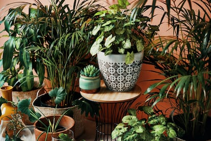 Una muestra de la tendencia de llenar las casas de plantas, a menudo sin conocer los cuidados y particularidades de cada una de ellas.