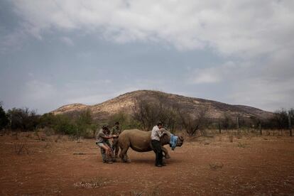 Un veterinario de la organización RHINO 911 trata a un rinoceronte que fue herido por los cazadores furtivos que rondan cerca del Parque Nacional Pilanesberg, en Sudáfrica.