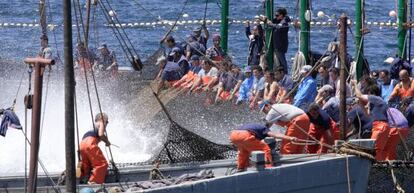 Pesca de atún en una almadraba de la localidad gaditana de Barbate. 