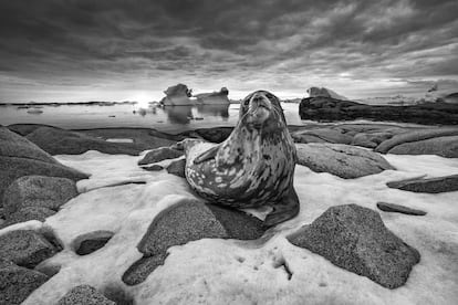 Los fotógrafos Cristina Mittermeier, Andy Mann, Paul Nicklen y John Weller nos sumergen en estas imágenes que, como dice este último, “son un grito de ayuda de los habitantes de la Antártida y una llamada a afrontar el mayor desafío ambiental en la historia de la humanidad: la crisis climática”.En 2020 se ha cumplido el 200º aniversario del descubrimiento de la Antártida. También este año será tristemente recordado por ser el que mayores temperaturas ha registrado ese continente (en febrero alcanzó el récord de 20,75 grados).