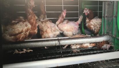 Varias gallinas ponedoras que salen en el vídeo de Equalia de una granja de Madrid.