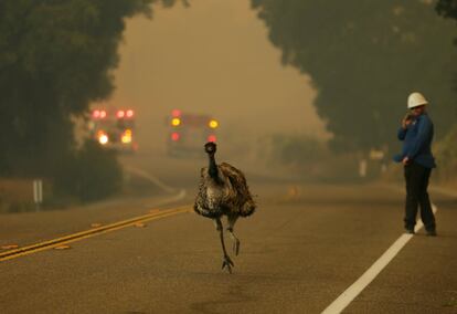 Uma ema corre para escapar das chamas de um incêndio perto de Potrero, Califórnia (EUA), em 20 de junho de 2016.