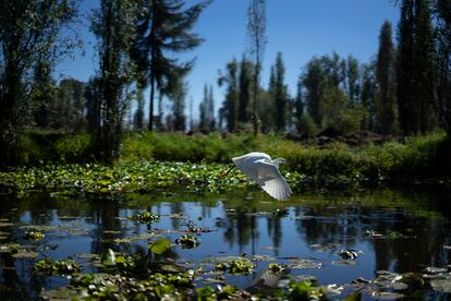 Una garza blanca sobrevuela los canales de Xochimilco, el pasado viernes.