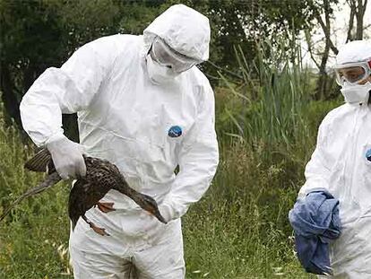 Dos veterinarios en la recogida de aves en la zona de Salburua.