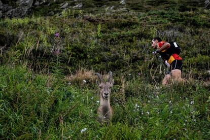 Un corredor pasa junto a un cabra montesa mientras compite en la carrera Mont Blanc Ultra Trail de 170 km que recorre Francia, Italia y Suiza, el 31 de agosto.