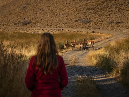 En el Parque Patagonia se pueden observar con facilidad, grupos de guanacos que se desplazan por las estepas y mesetas en busca de alimento.