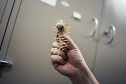 Un ejemplar de ‘Murex pecte’, también conocido como ‘peine de Venus’, conservado en la colección de malacología del Museo Nacional de Ciencias Naturales, en Madrid.