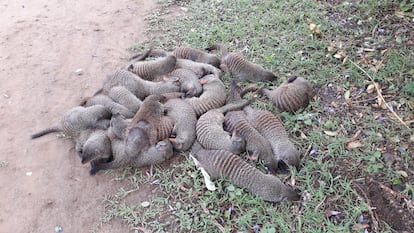 Mongooses live in close-kit groups and spend a lot of time sleeping together, grooming and scent marking.