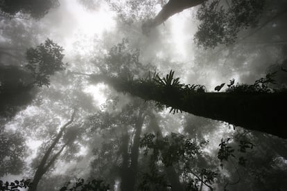 Treetops in a cloud forest in Esperanza, Oaxaca (Mexico).