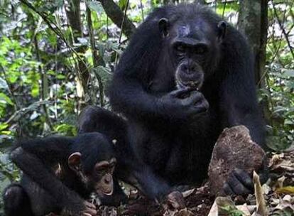 Una chimpancé enseña a su cría a cascar nueces con una piedra.