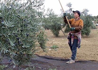 Una mujer trabaja en la aceituna en Jaén.