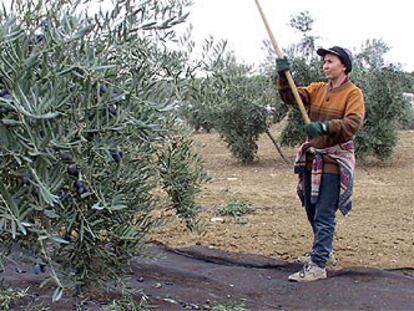 Una mujer trabaja en la aceituna en Jaén.